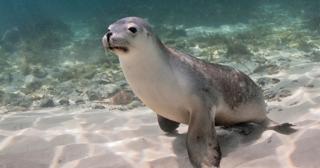 Funny Seal Names