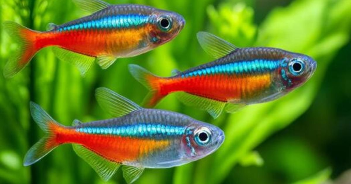 300+ Pet Fish Names: Cute, Unique and Trendy Ideas 2026
