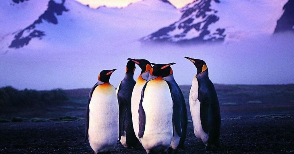 Penguin Usernames