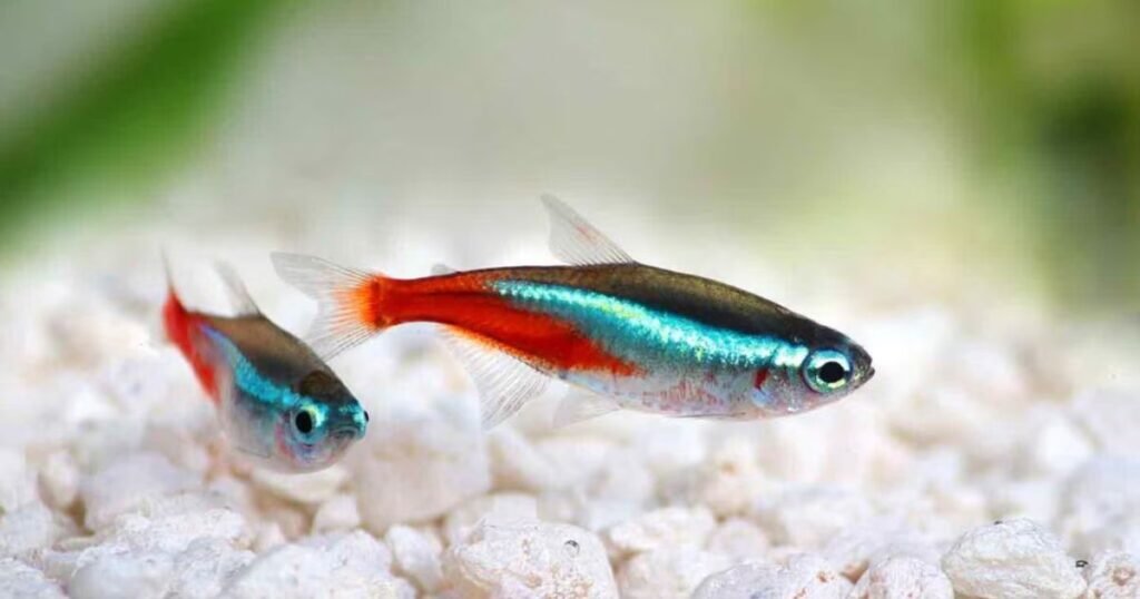 Pet Fish Names