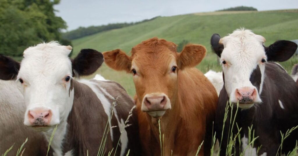 male cow names