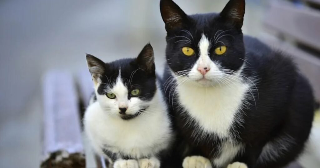 Black and White Cat Names Girl
