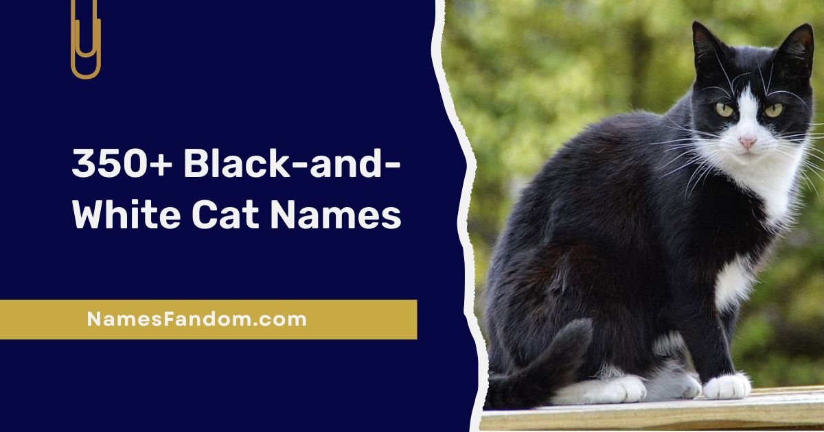 Black-and-White Cat Names