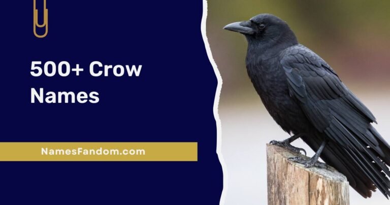 Crow Names