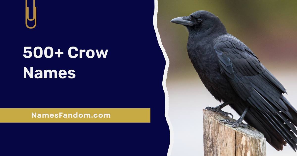 Crow Names