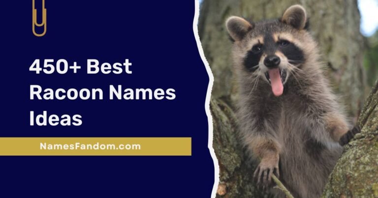 Racoon Names