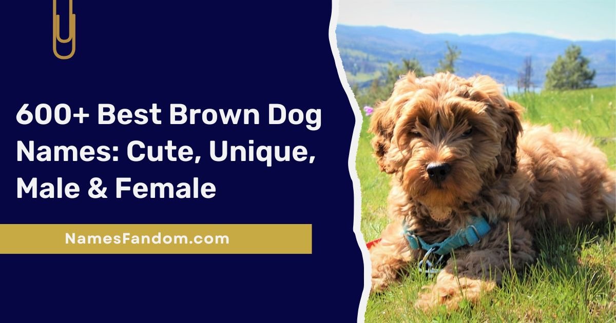 Best Brown Dog Names