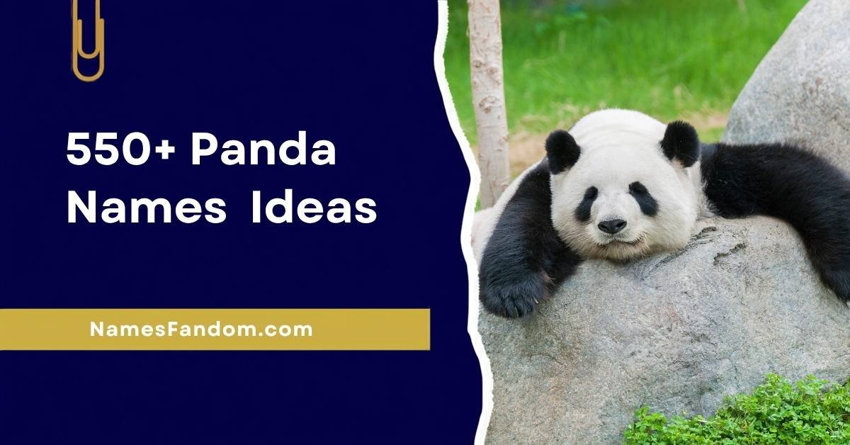 Panda Names 